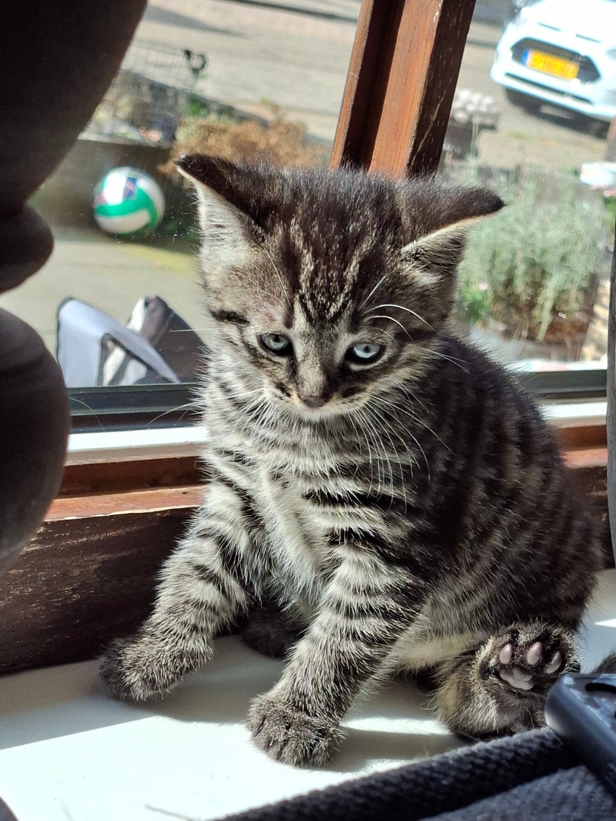 2 mooie kittens te koop, Kater, Kortharig, 0 tot 2 jaar