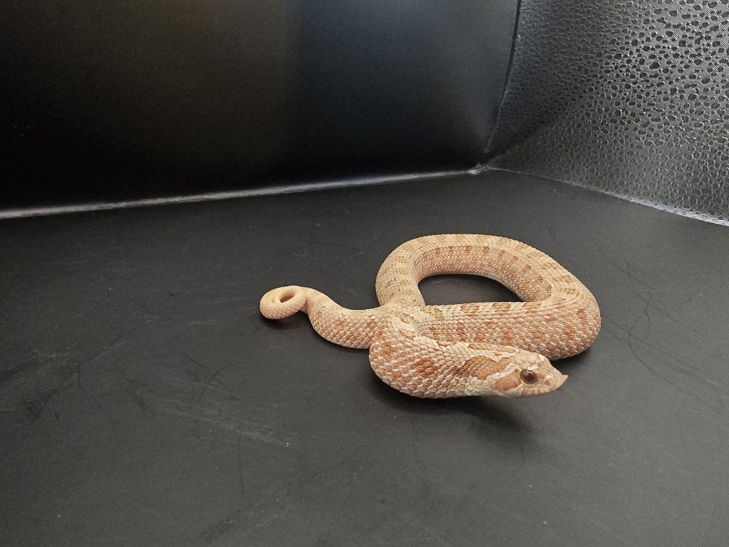 heterodon nasicus (haakneus) Hognose Snake photo 5