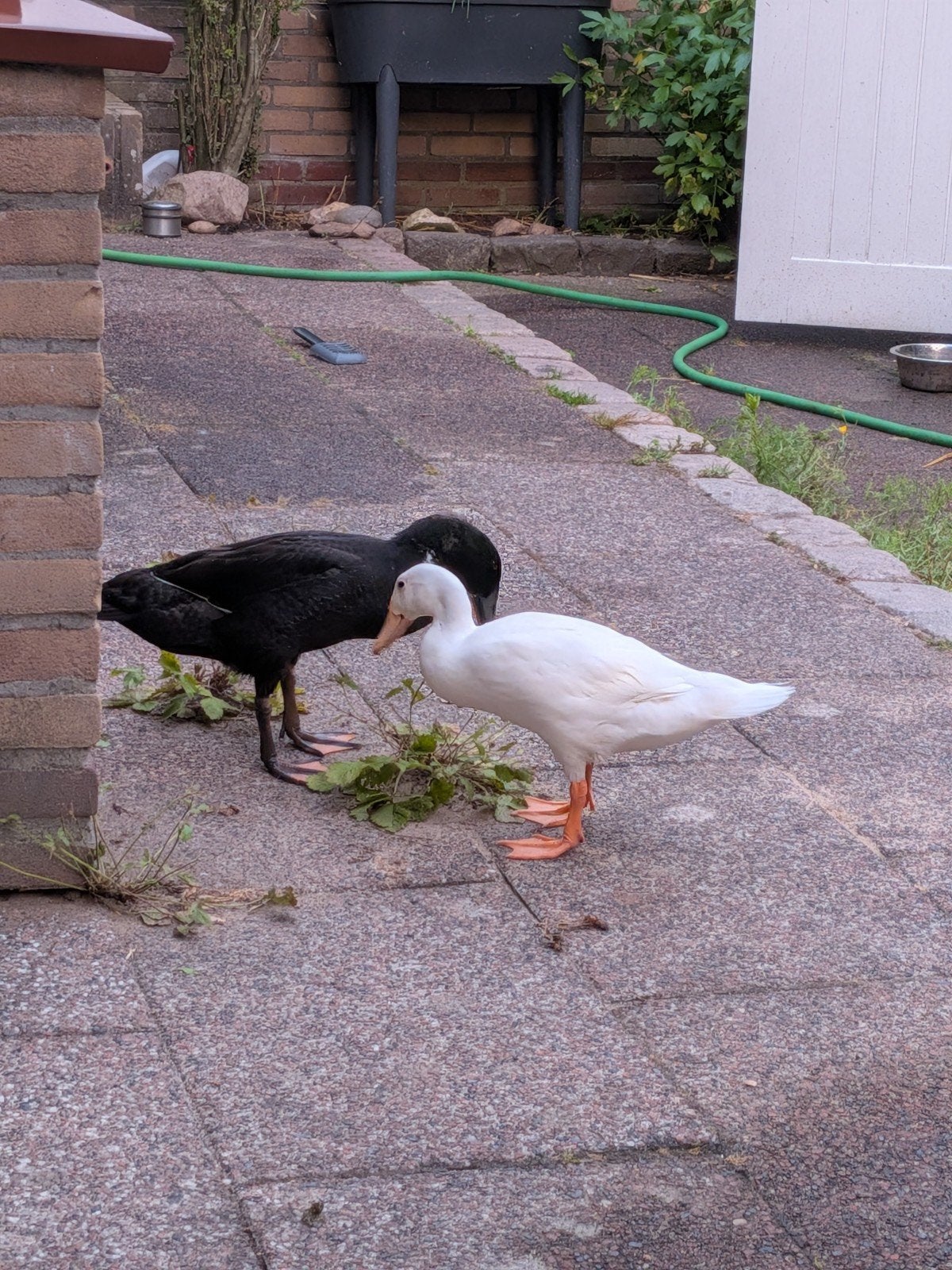 Lieve, tamme loopeenden, Meerdere dieren, Eend