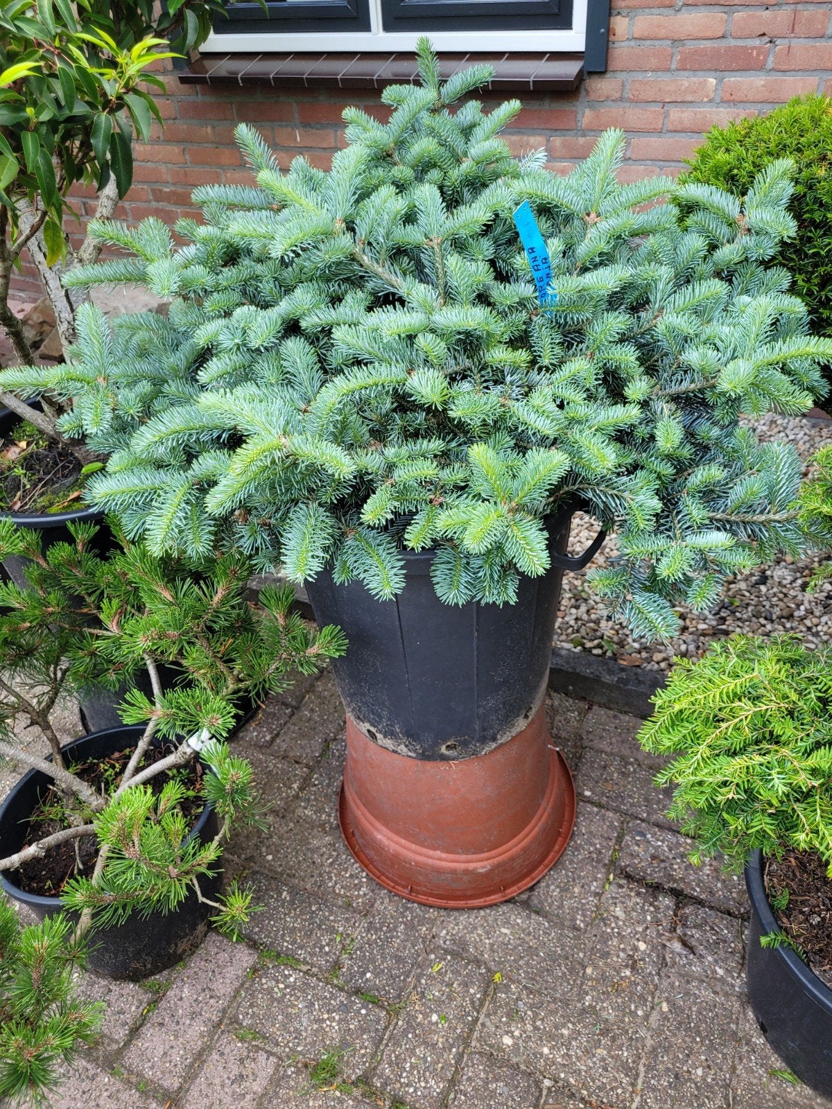 Abies Koreana 'Tanya Grote' - Koreaanse Zilverspar, Vaste plant, Bloeit niet, Halfschaduw, Ophalen
