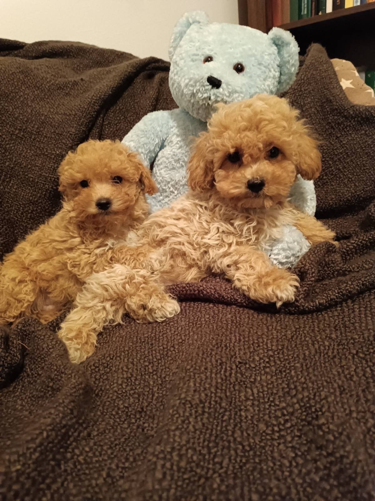 Maltipoo Pups, Dieren en Toebehoren, Honden | Niet-rashonden, Nederland, 8 tot 15 weken, Parvo, Meerdere