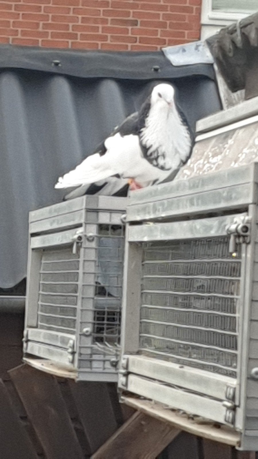 1 doffer 2 piepers HAAGSE tilduiven EIGENKWEEK KROPPERS, Meerdere dieren, Kropper