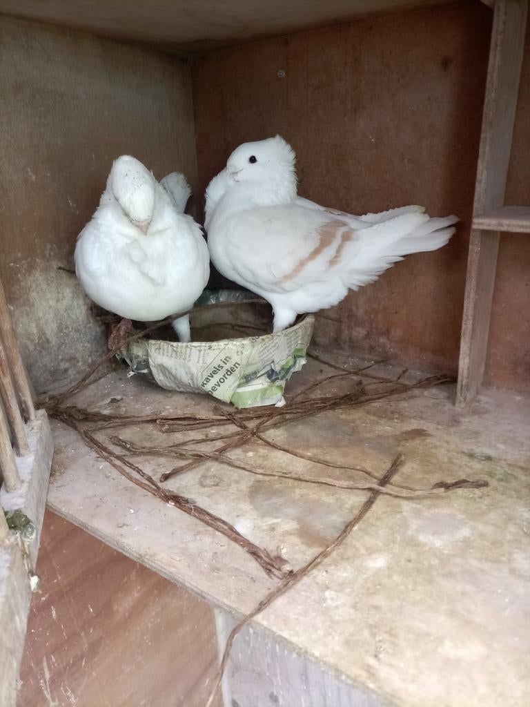 Oud hollandse meeuwen, Dieren en Toebehoren, Meerdere dieren, Overige soorten