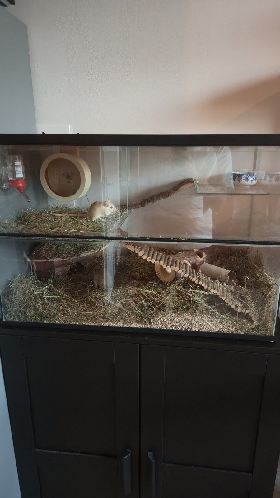 Gerbils incl. hok en toebehoren, Ophalen, Zo goed als nieuw, Hok, Minder dan 60 cm