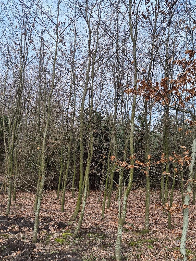 Rode beuk, Overige soorten, Lente, 400 cm of meer, Ophalen