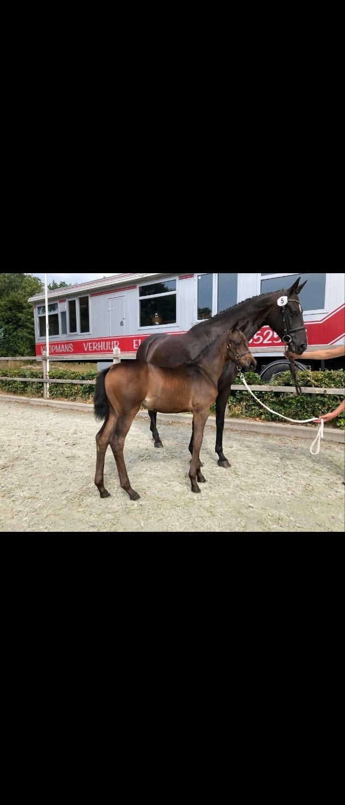 Super lieve, mooie fokmerrie/draagmerrie/coachingpaard, Dieren en Toebehoren, Paarden, Merrie