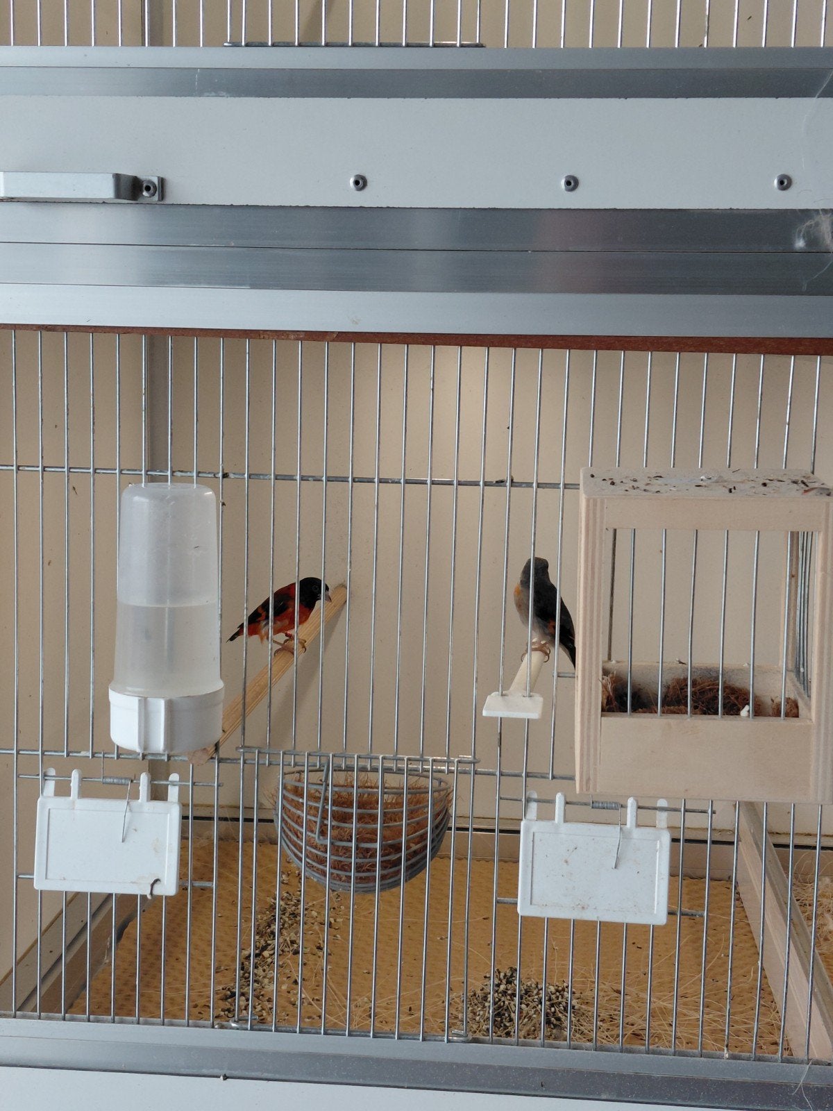 Kapoetsensijs koppel, Meerdere dieren