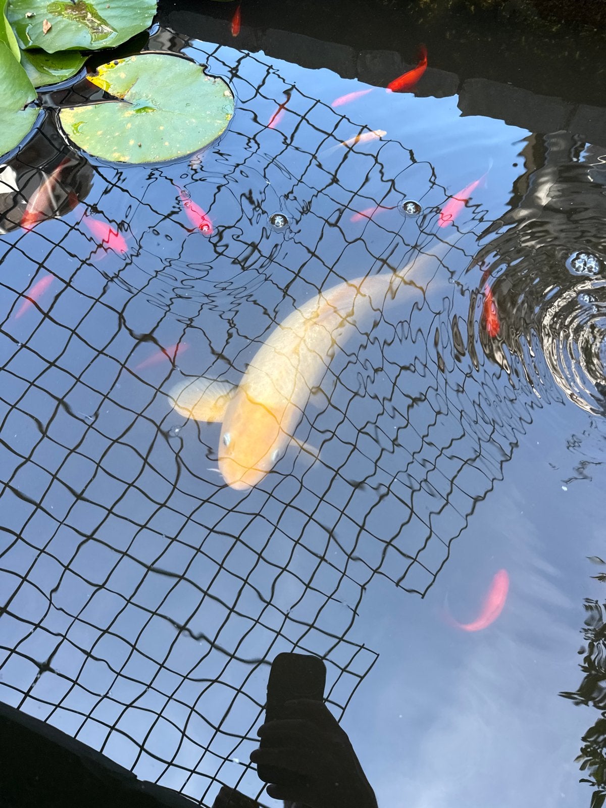 Koi Karper en andere vissen, Karper of Koi