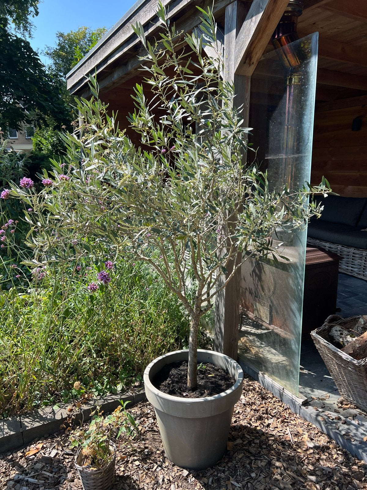 Olijfboom in pot - Mediterrane sfeer voor uw tuin, Ophalen, Volle zon, Vaste plant, Fruitplanten