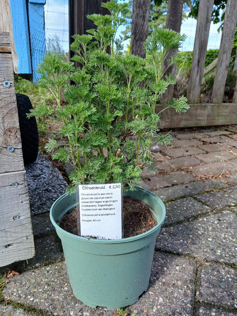 Citroenkruid, Tuin en Terras, Planten | Tuinplanten, Ophalen, Vaste plant, Kruiden, Volle zon