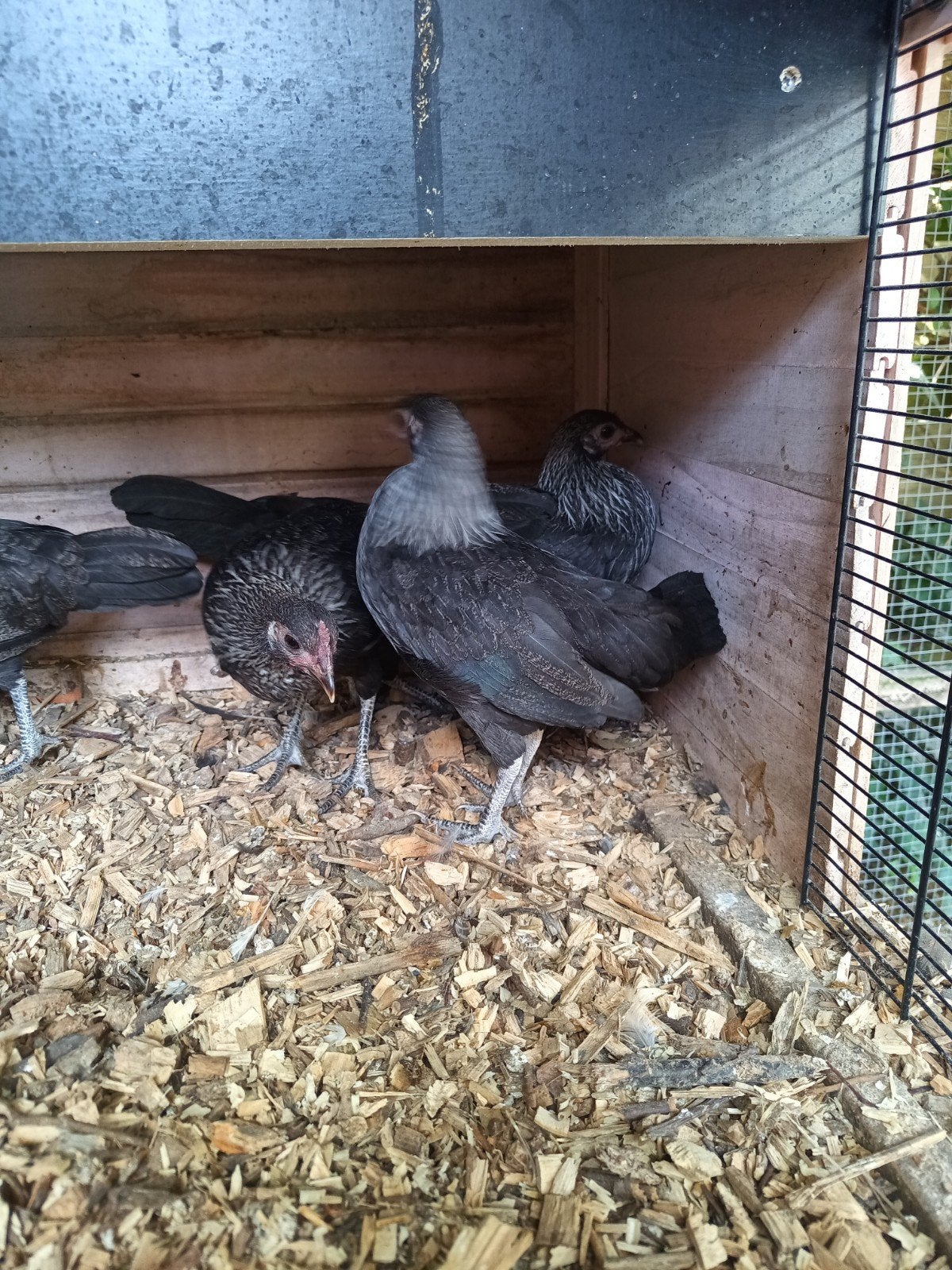 te koop jonge hennen, Dieren en Toebehoren, Pluimvee, Vrouwelijk, Kip
