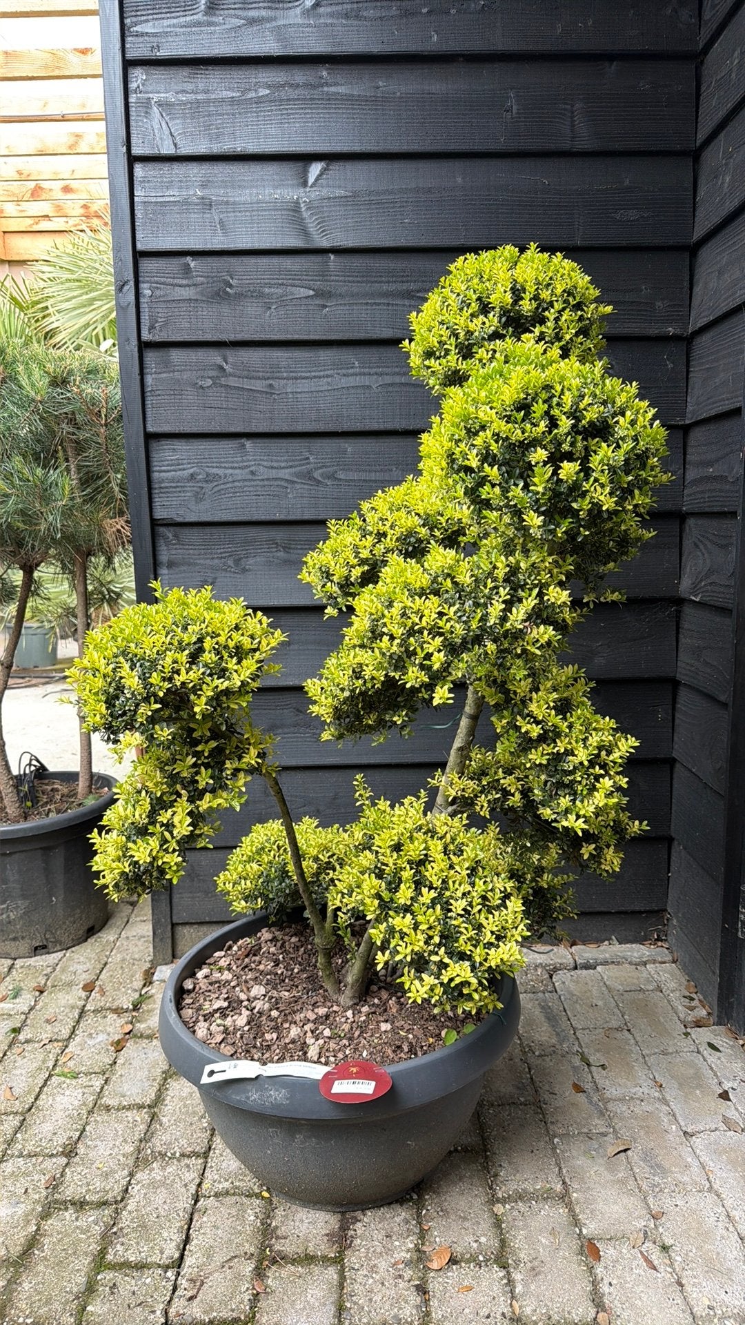 Ilex crenata kinme bonsai, Tuin en Terras, Ophalen, Bloeit niet, Halfschaduw, Overige soorten