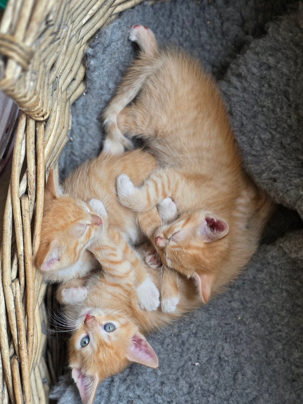 2 rode poesjes en 1 katertje, Dieren en Toebehoren, Katten en Kittens | Overige Katten, Meerdere dieren, Kortharig, 0 tot 2 jaar