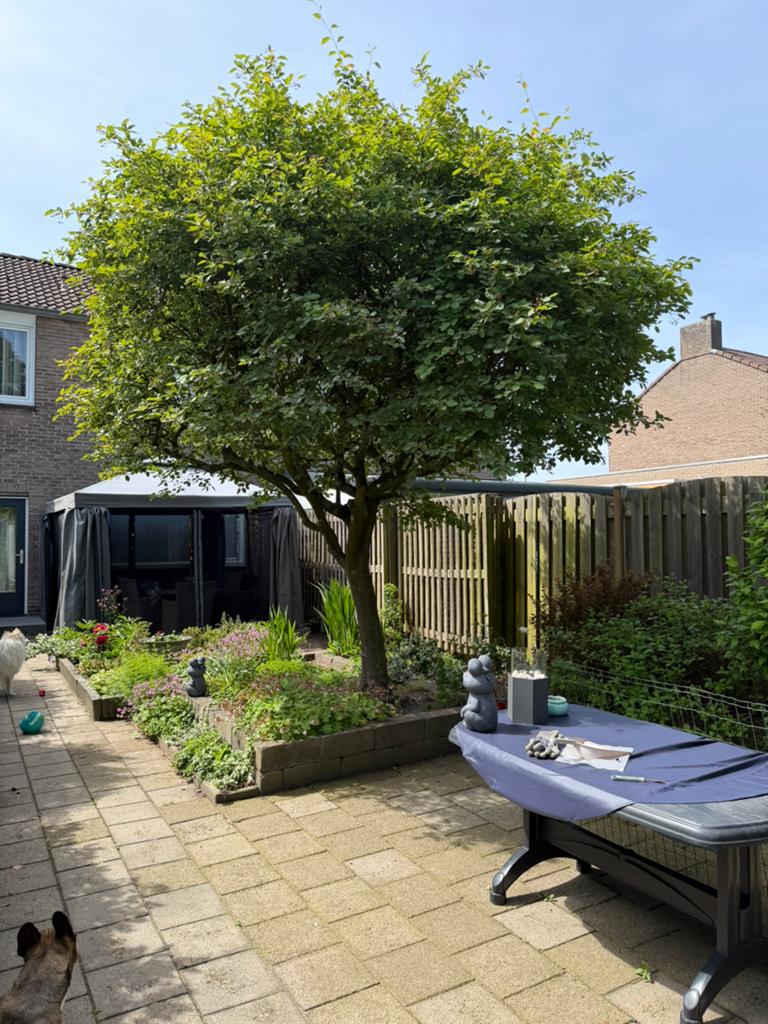 Bomen/struiken/planten, Ophalen, Overige soorten, 100 tot 250 cm
