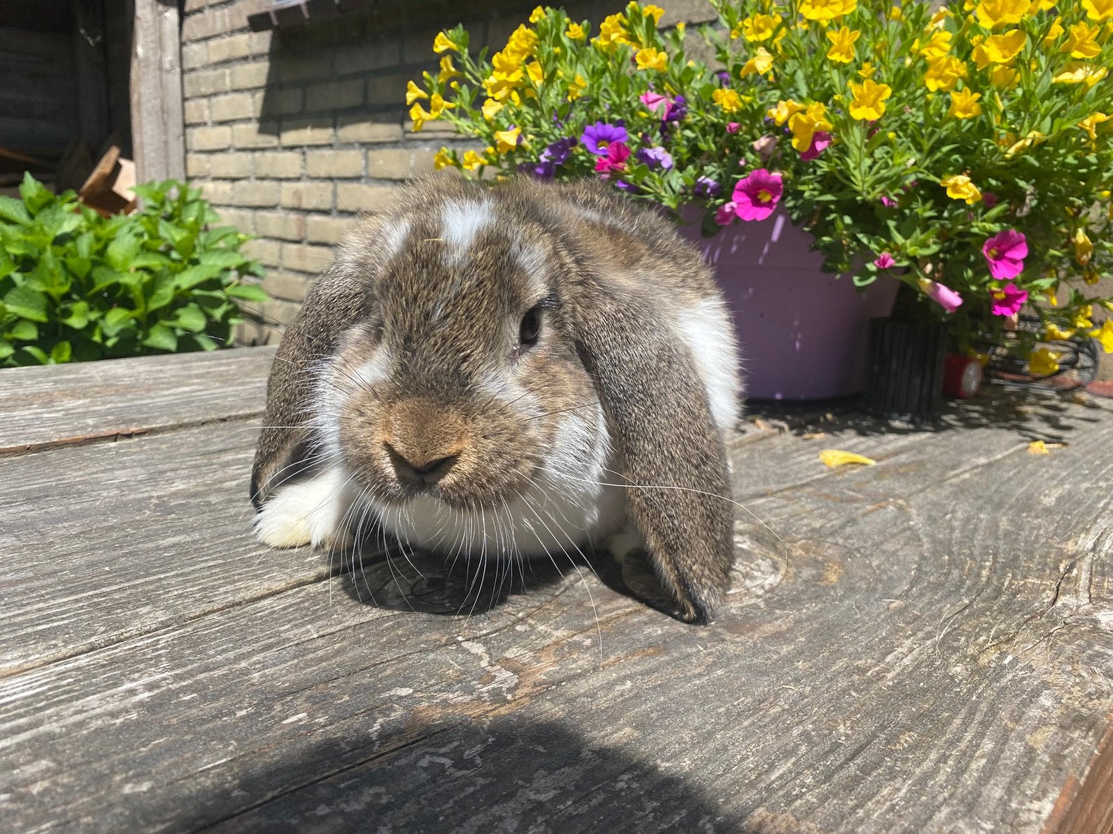 Lieve Franse Hangoor ram, Mannelijk, Groot, Hangoor