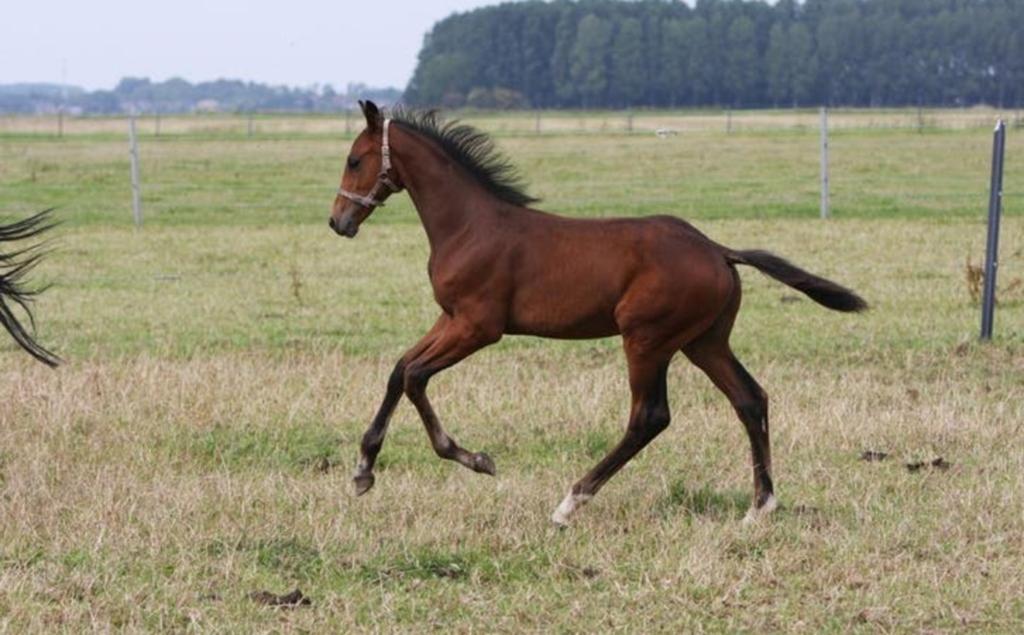 Valentino V (2025), Dieren en Toebehoren, Paarden, Hengst, Onbeleerd, Dressuurpaard, 0 tot 2 jaar