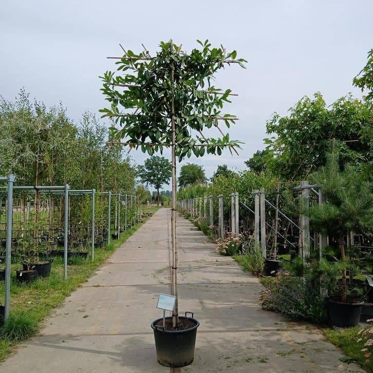 Leilaurier – Groenblijvende Leiboom voor Elke Tuin, Tuin en Terras, Planten | Bomen, Lente, 100 tot 250 cm, Volle zon, In pot