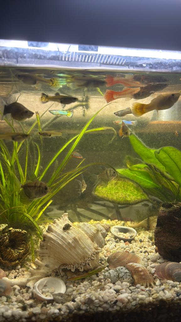 Guppies, Dieren en Toebehoren, Vissen | Aquariumvissen, Vis