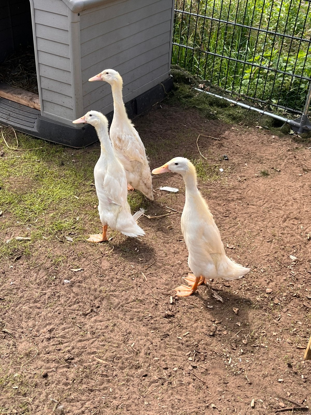 Drie prachtige witte loopeenden. Woerd en twee dames, Meerdere dieren, Eend