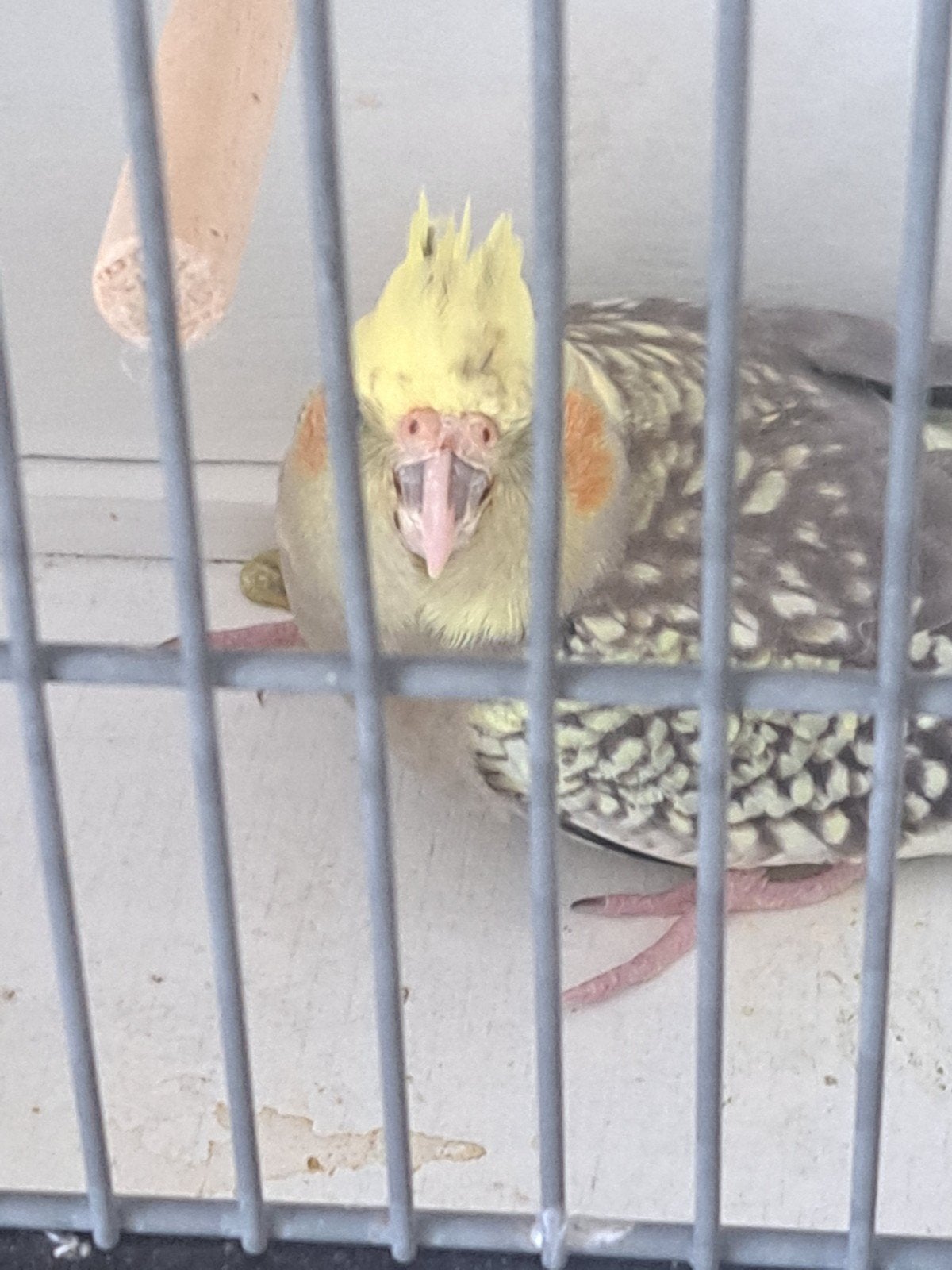 Jonge zelfstandig valkparkiet te koop, Dieren en Toebehoren, Vogels | Parkieten en Papegaaien, Geslacht onbekend, Parkiet, Geringd