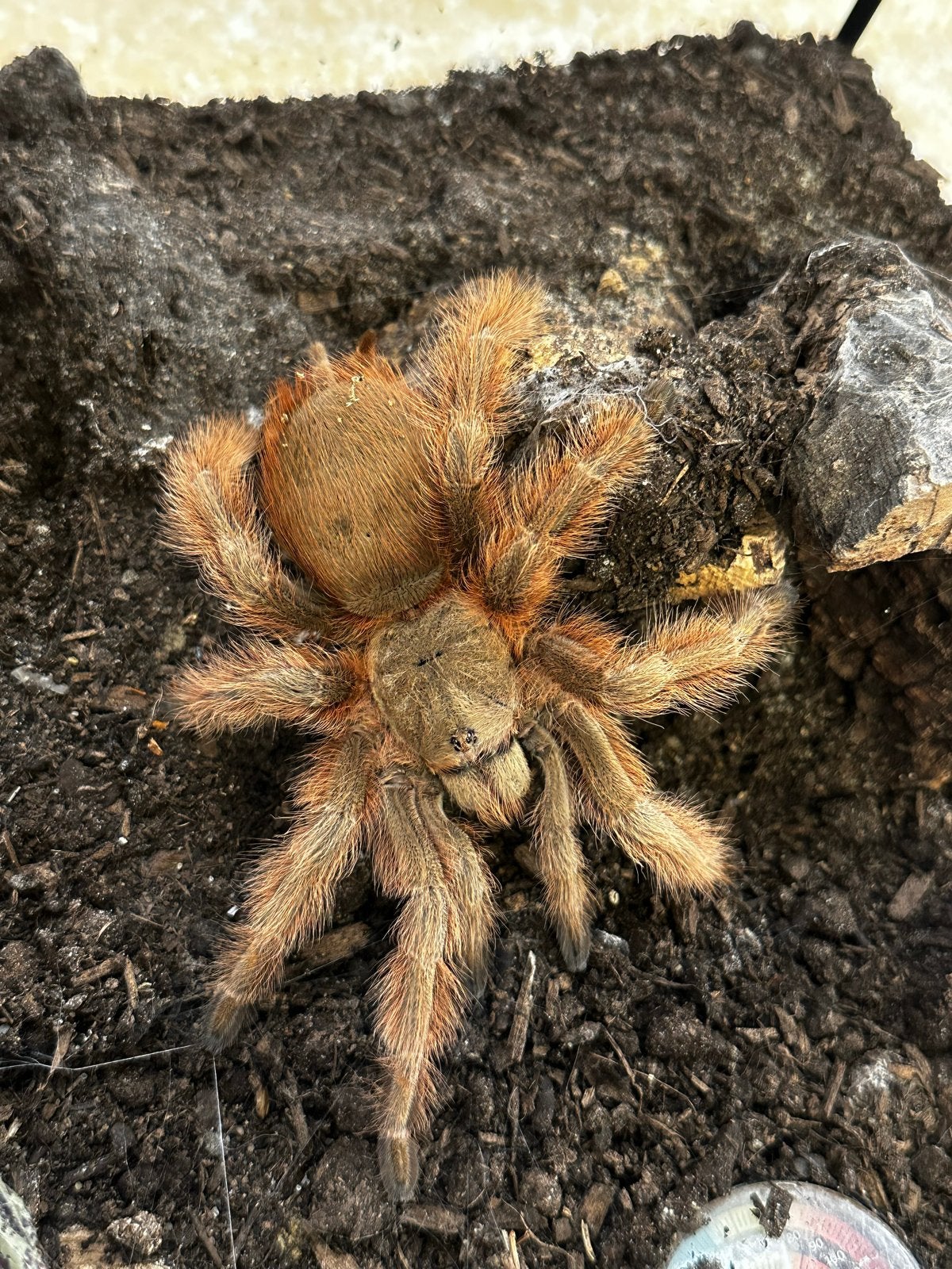 Nhandu trippepii (16 CM), Dieren en Toebehoren, Spin of Schorpioen