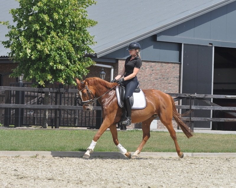 5 jarige  super fijne springpony, Dieren en Toebehoren, Pony's, Springpony, 3 tot 6 jaar, Merrie, E pony (1.48m - 1.57m)