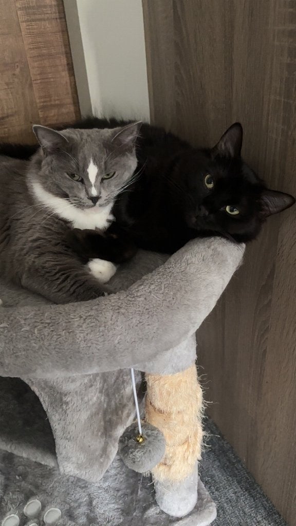 Nieuw thuis gezocht voor 2 lieve Ragdolls!, Dieren en Toebehoren, Meerdere dieren, Gechipt, 0 tot 2 jaar