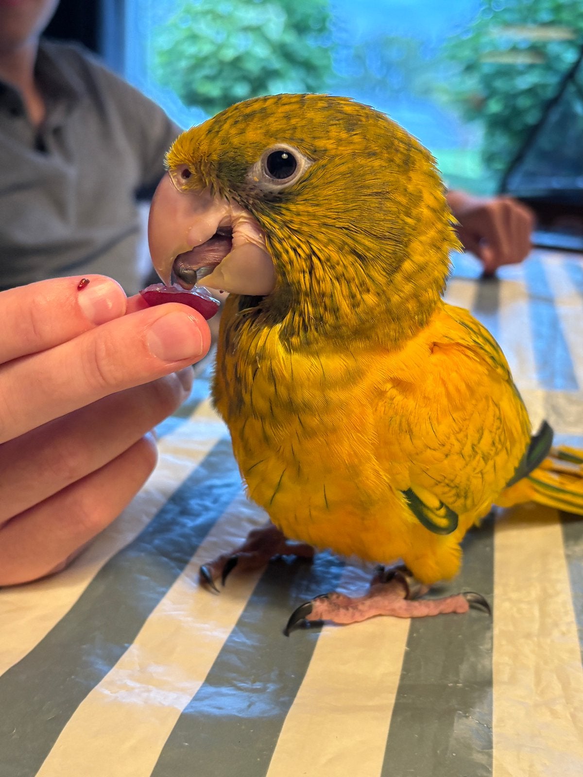 Goudparkieten handtam te reserveren, Meerdere dieren, Parkiet, Tam