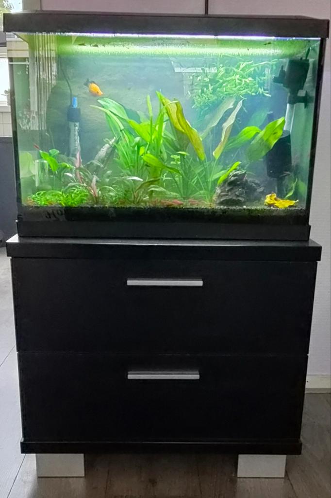 Visjes en garnalen zoeken nieuw huis, Ophalen, Gevuld zoetwateraquarium