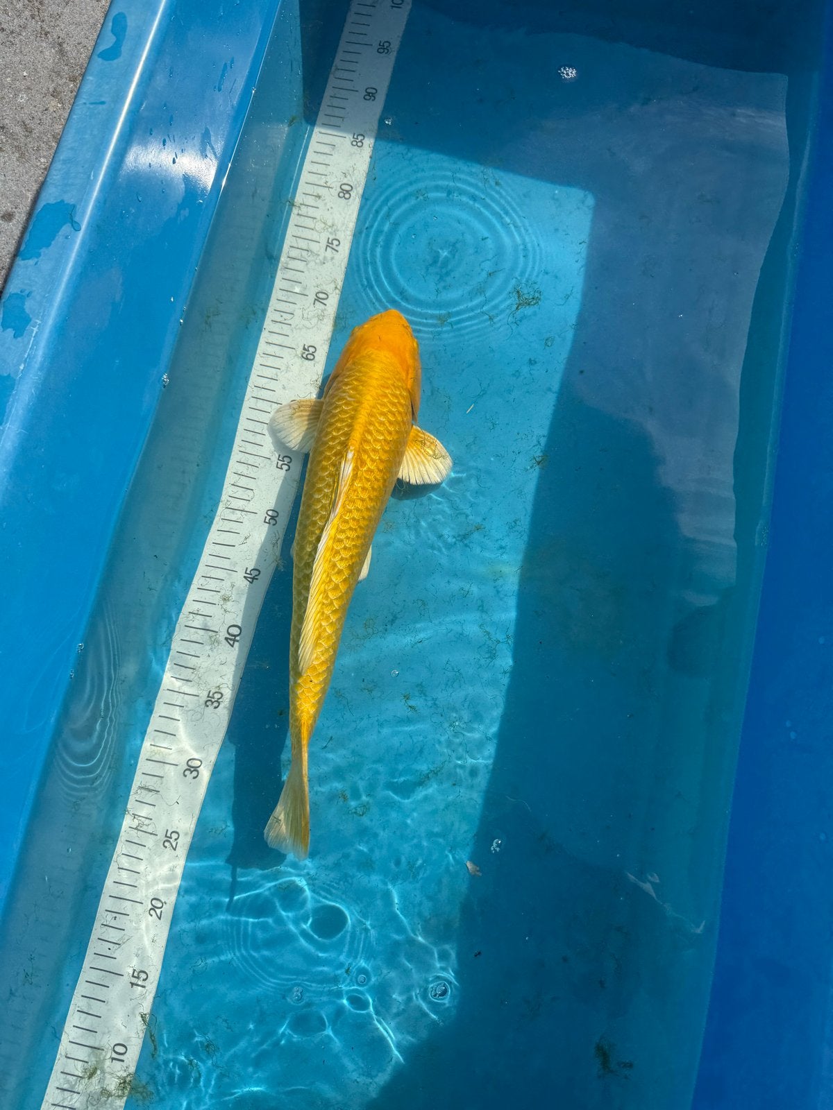 Japanse Yamabuki Ogon Koi (Mannelijk, ca. 43 cm) - Kim's Koi, Vis