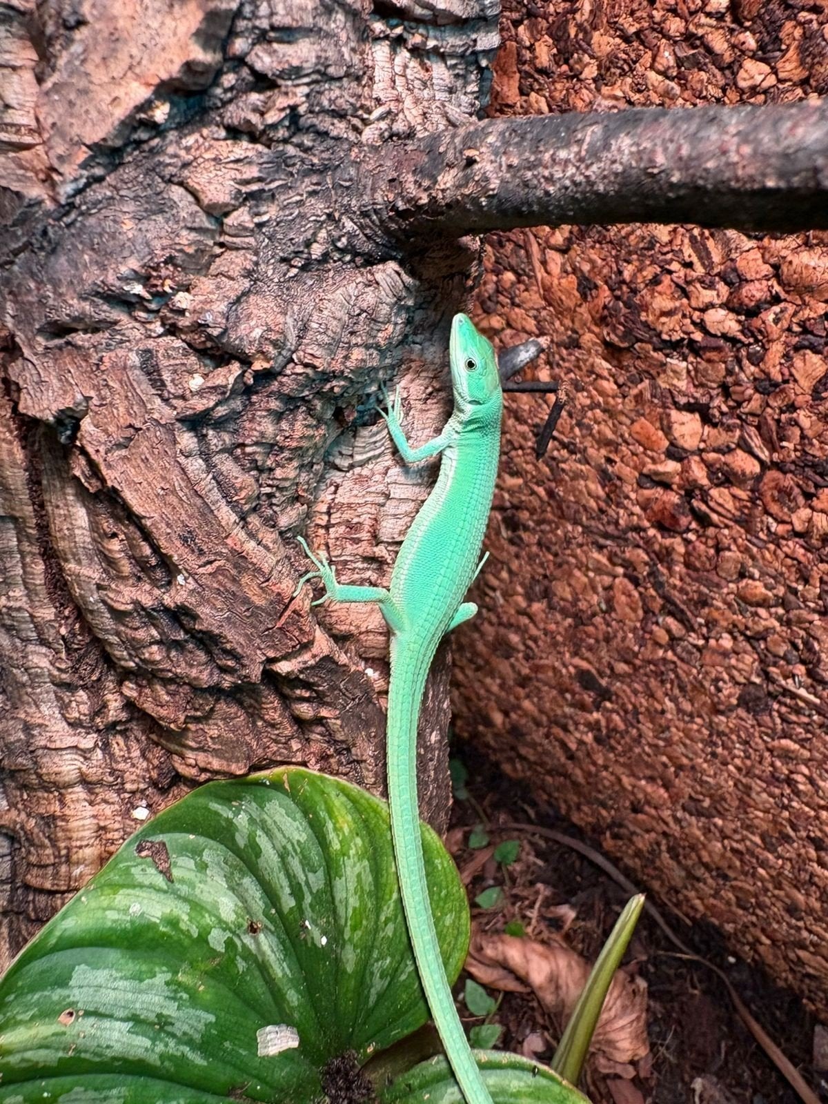 Takydromus smaragdinus, groene langstaarthagedissen, Amfibie, 0 tot 2 jaar