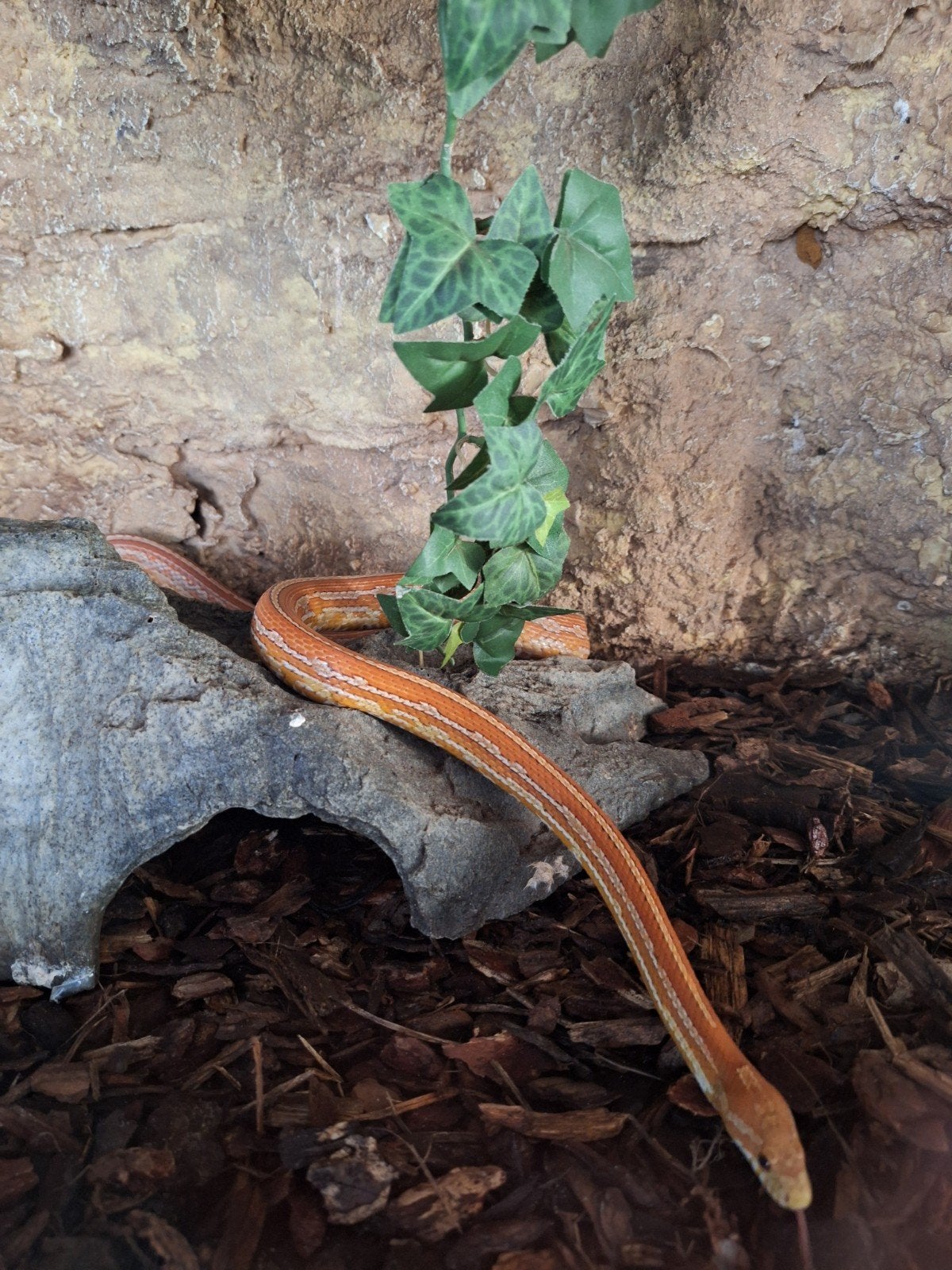 Rode Rattenslang
Rode Rattenslang Corn Snake photo 2