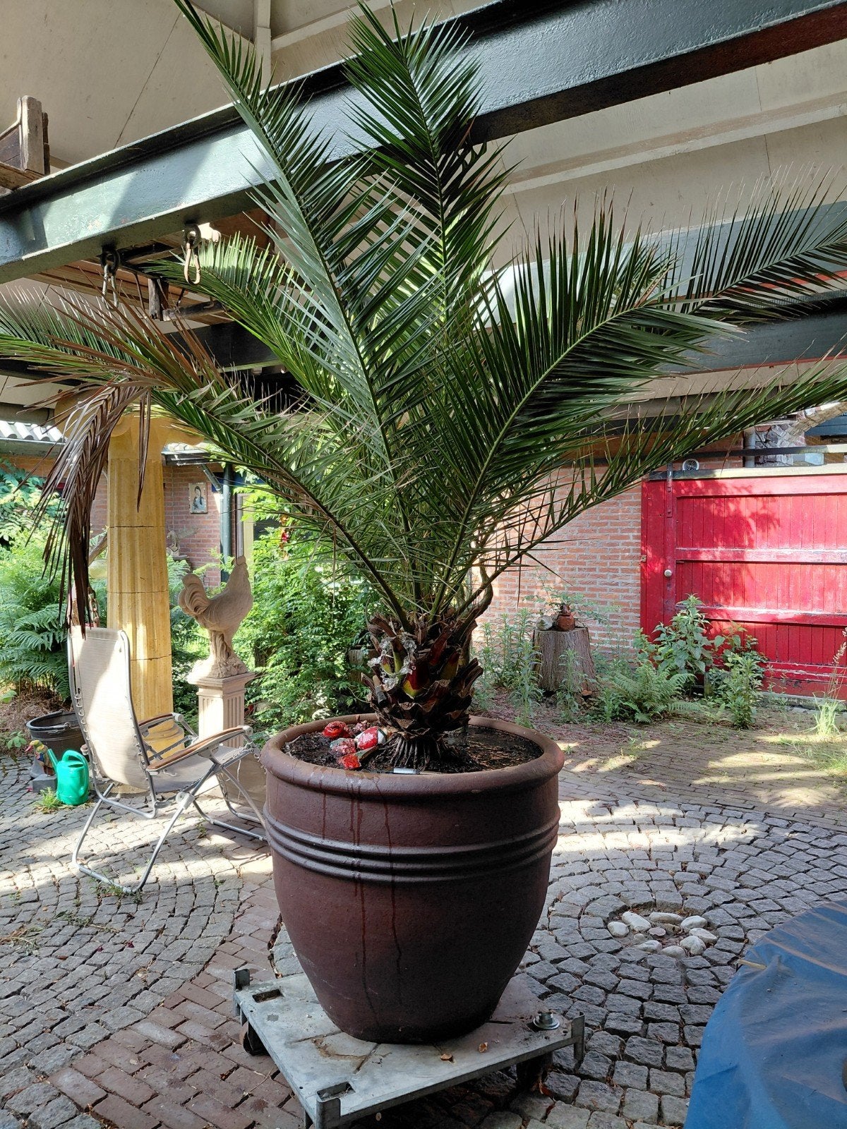Grote Phoenix Canariensis Palm in Terracotta Pot, Ophalen of Verzenden