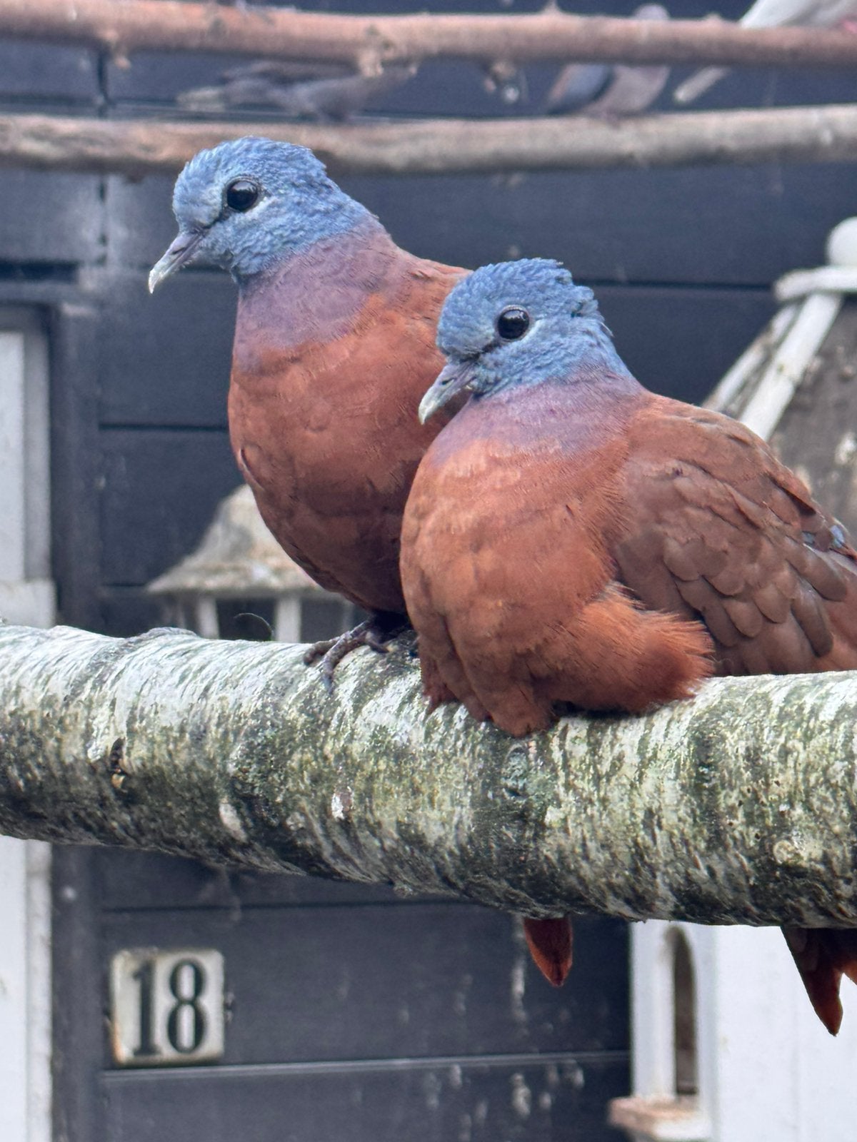 Blauwkop bosduiven te koop., Mannelijk