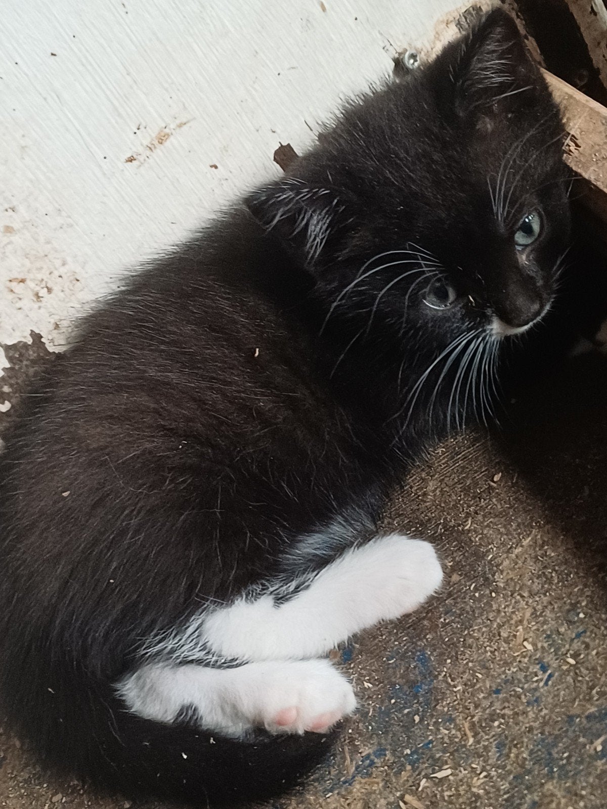 katertjes zoeken eigen huisje, Dieren en Toebehoren, Kater, Kortharig, 0 tot 2 jaar