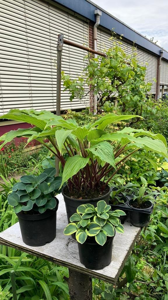 Hosta’s, Tuin en Terras, Ophalen of Verzenden, Overige soorten, Halfschaduw