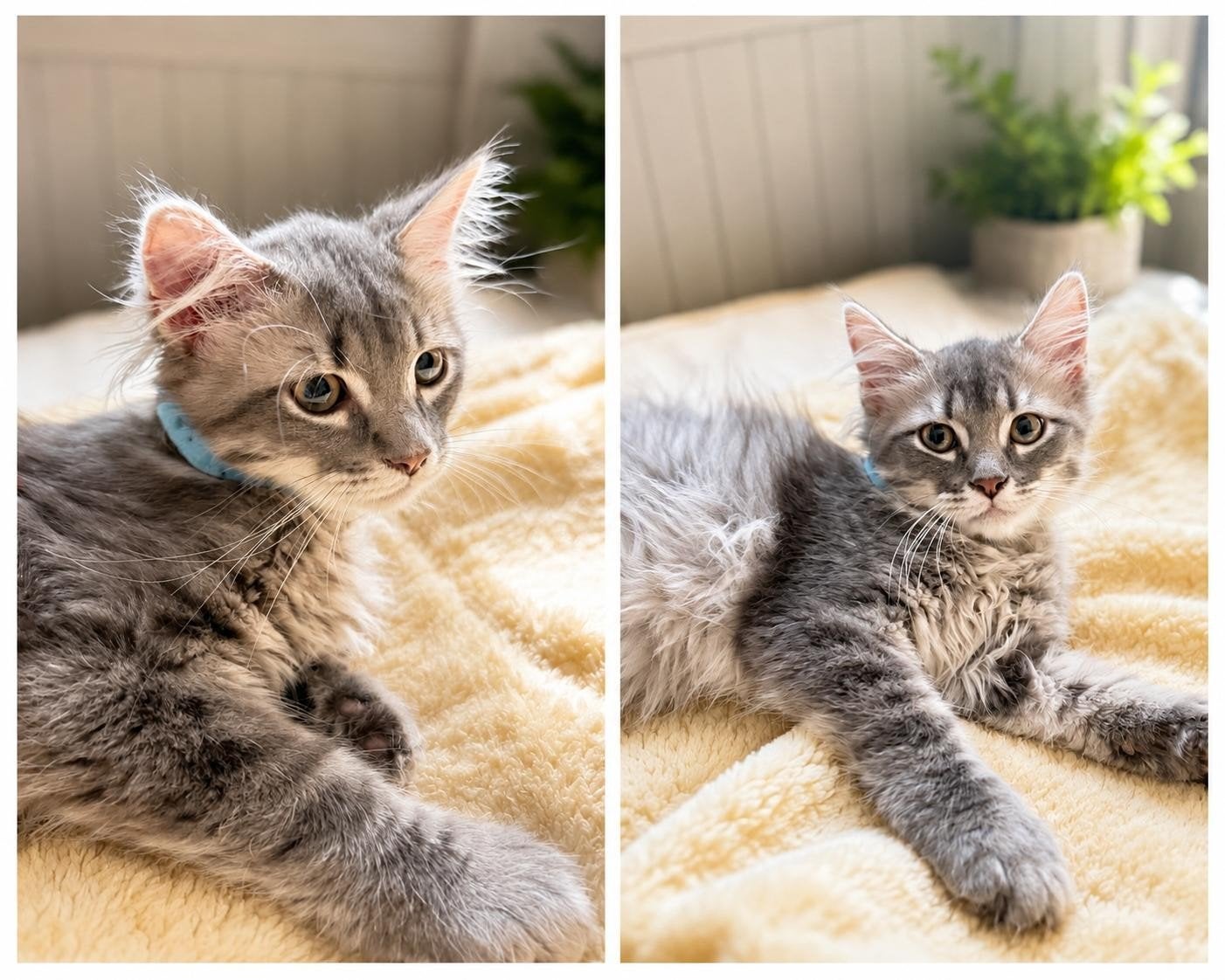 Lieve Kater, Dieren en Toebehoren, Katten en Kittens | Overige Katten, Kater