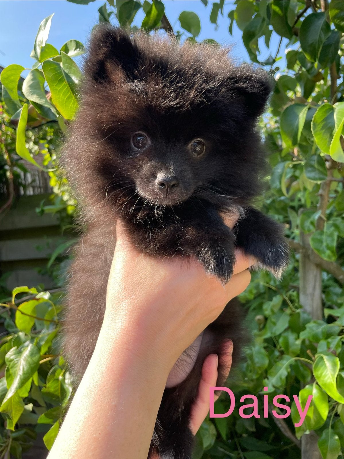 3 Prachtige pomeriaan/dwergkees pups.🩷💙, Overige rassen, 8 tot 15 weken, Parvo, Meerdere