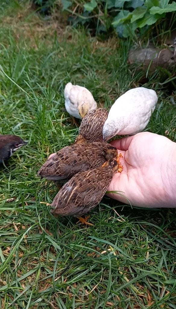 Chinese dwergkwartels natuurbroed + tam, Dieren en Toebehoren, Vogels | Overige Vogels, Mannelijk, Tam