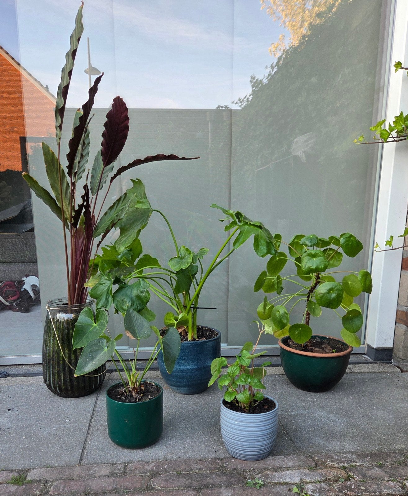 Grote Philodendron Selloum Kamerplant in Pot, Ophalen, Overige soorten, Halfschaduw, In pot