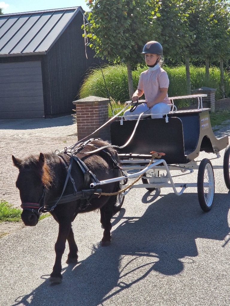 Duo zwarte shetlander s aangeboden, Niet van toepassing, A pony (tot 1.17m), 11 jaar of ouder, Tuigpony