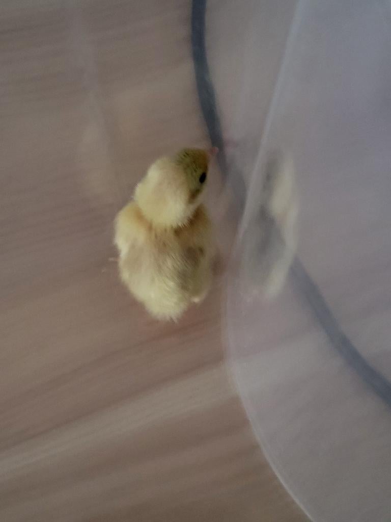 Chinese dwergkwartels te koop (kuikens slechts €5 per stuk), Dieren en Toebehoren, Pluimvee, Meerdere dieren, Overige soorten