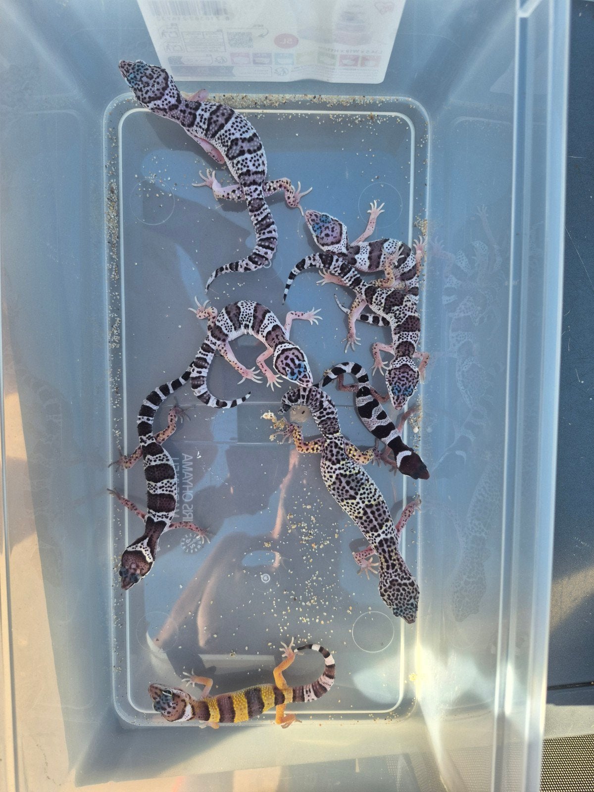 jonge luipaard gekko's, Dieren en Toebehoren, Reptielen en Amfibieën, Hagedis, 0 tot 2 jaar