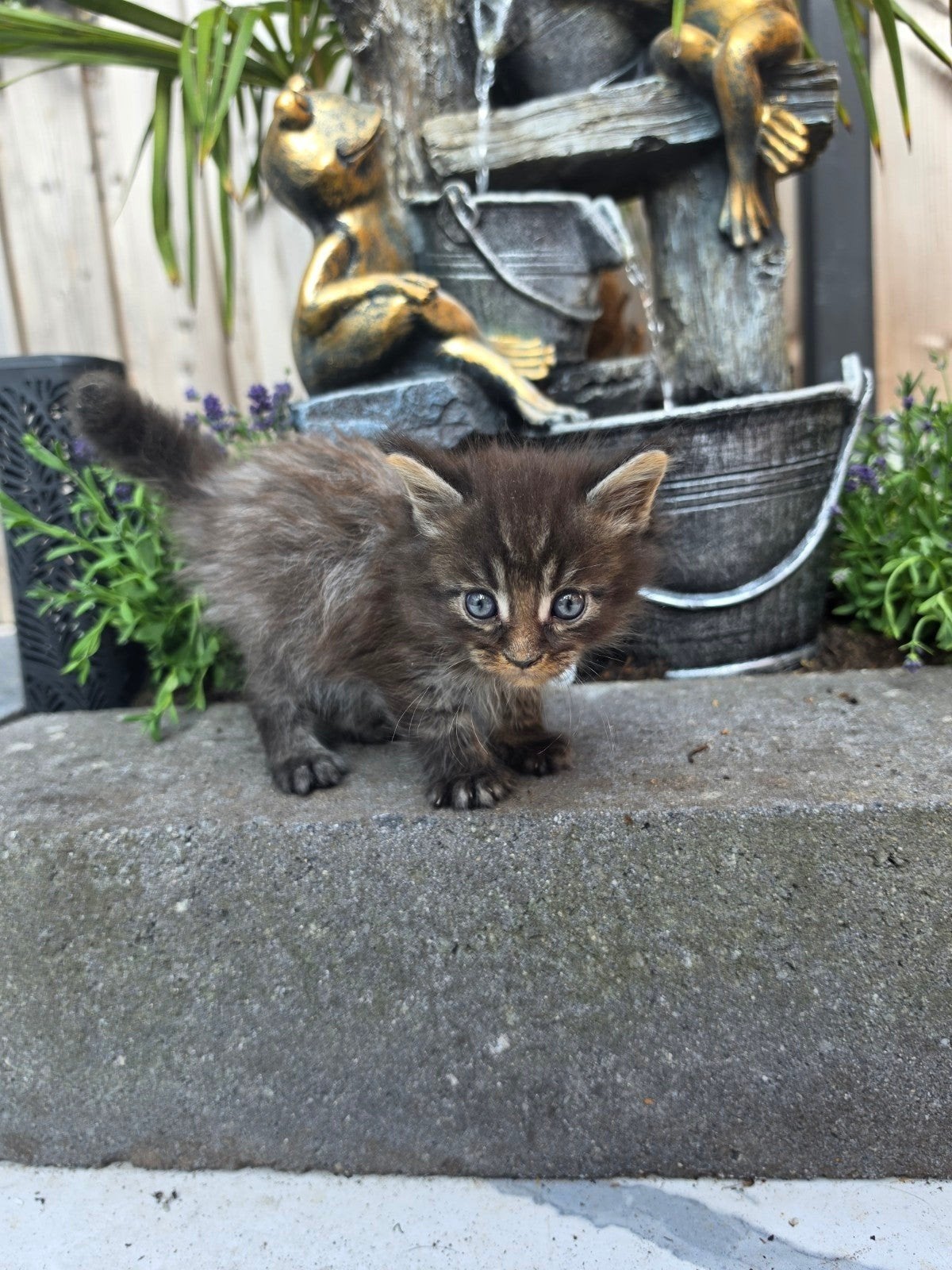 Nog 3 Mainecoon kittens zoeken een warm mandje!, Meerdere dieren, Langharig, 0 tot 2 jaar