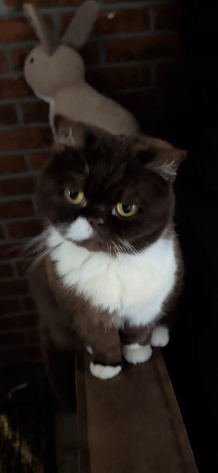 Britse Korthaar poes, Poes, Kortharig, 6 jaar of ouder