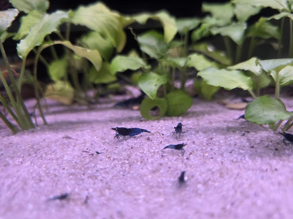 Blauwe garnalen neocardina bleu dream!, Kreeft, Krab of Garnaal