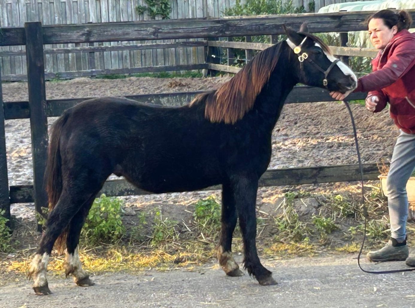 Zwarte goedgefokte Welsh A jaarling hengst, Hengst, A pony (tot 1.17m), 0 tot 2 jaar