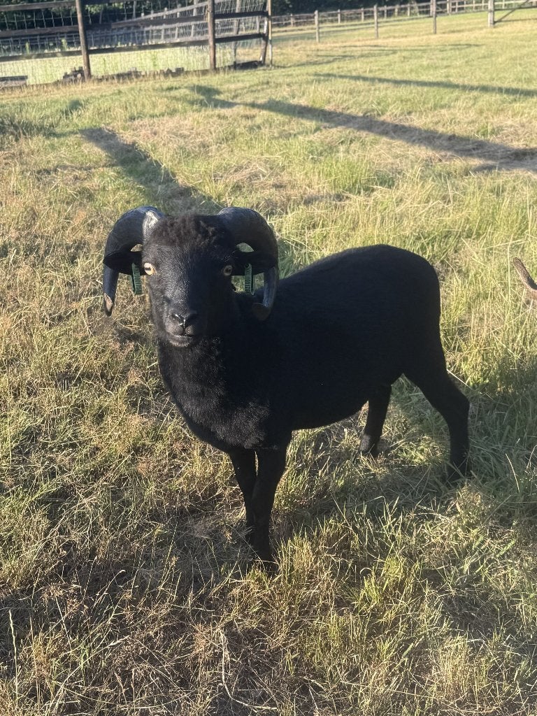 Te koop: Raszuivere zwarte Ouessant ram - scrapie vrij, Mannelijk, Schaap, 0 tot 2 jaar