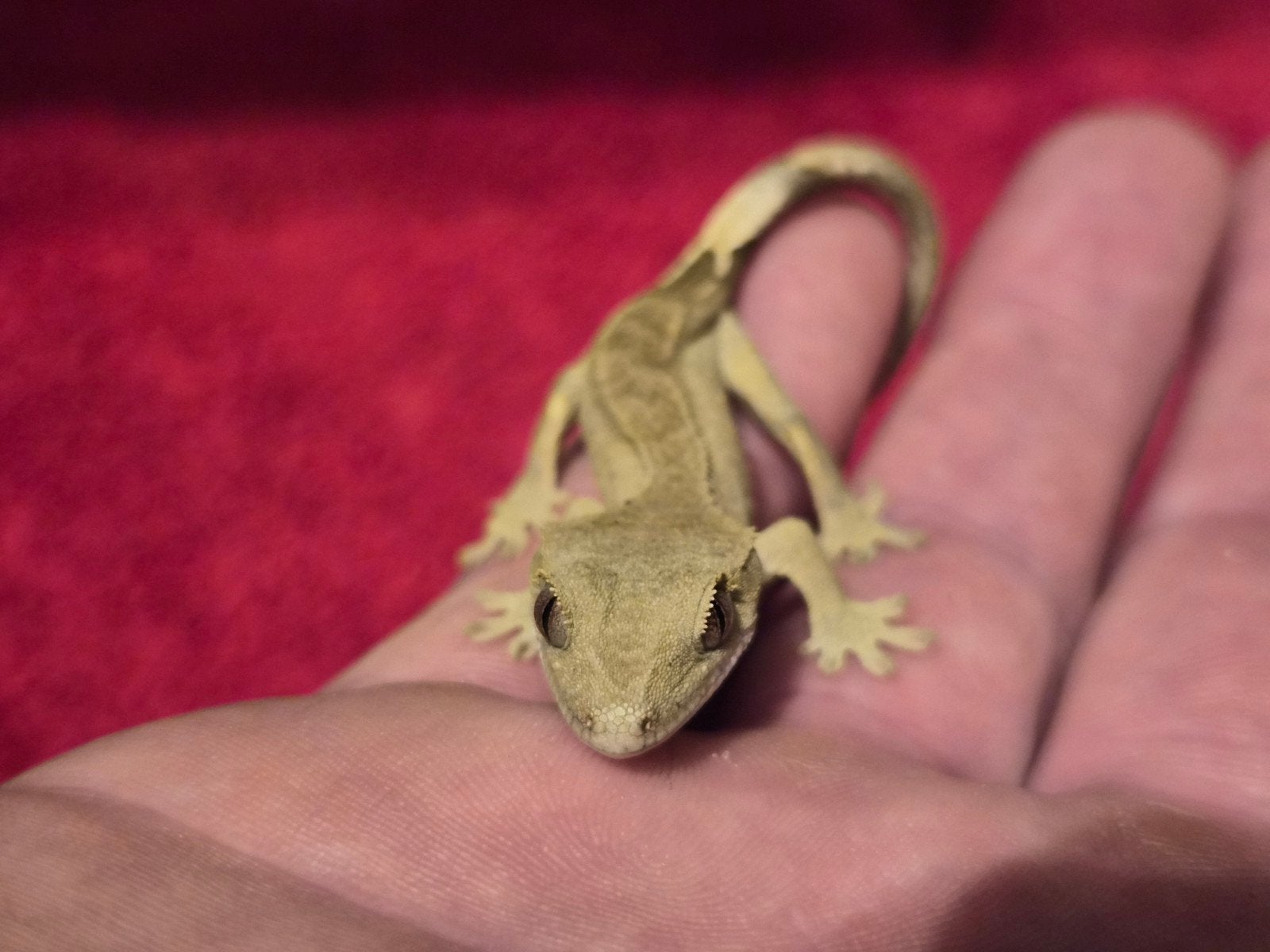 wimper gekko Jill Crested Gecko photo 5