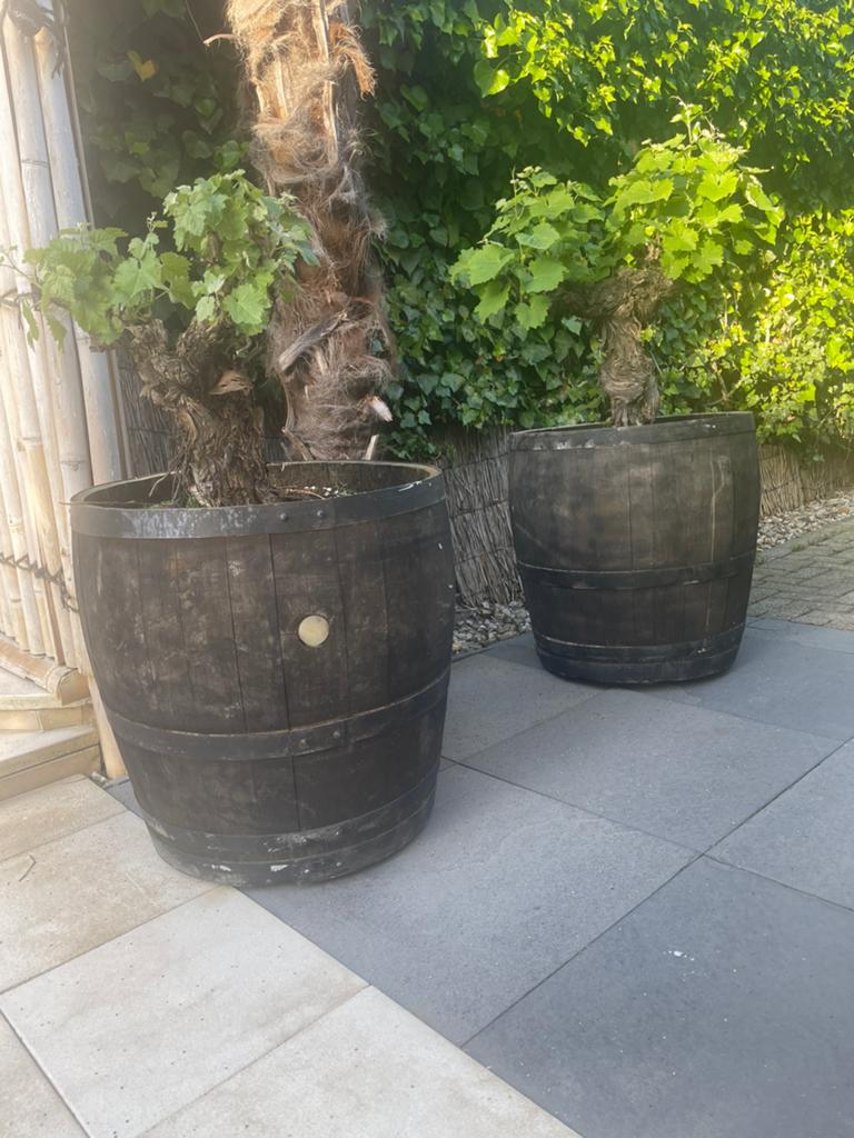 Exclusief! Prachtige Bonsai druif in wijnvat, Ophalen, Minder dan 100 cm, Lente, Overige soorten